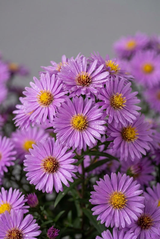 Aster novi-belgii 'Rosaperle' bloem