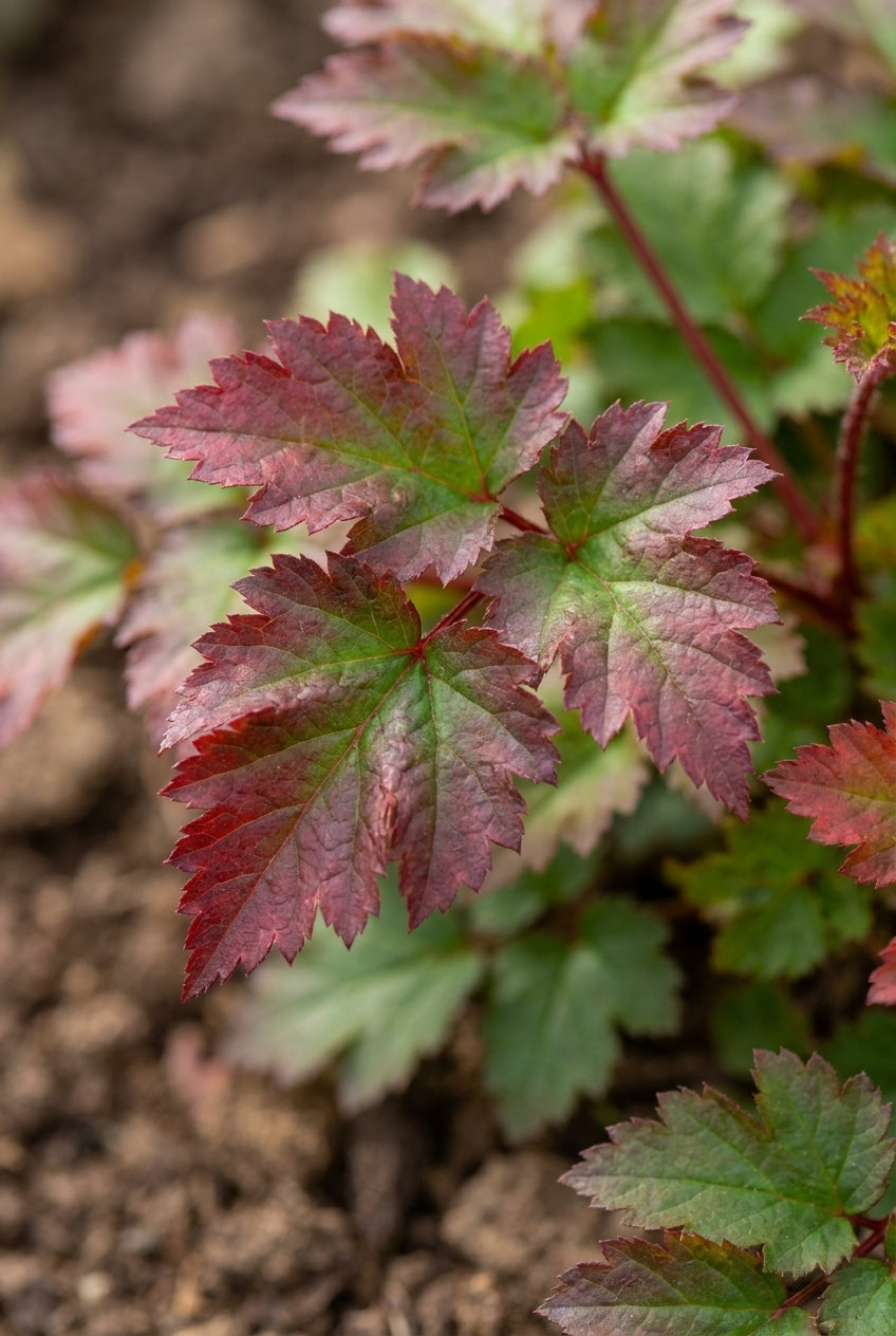 Astilbe 'Beauty of Ernst' blad