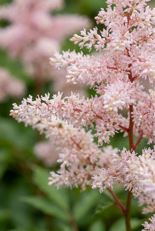 Astilbe 'Beauty of Lisse' bloem