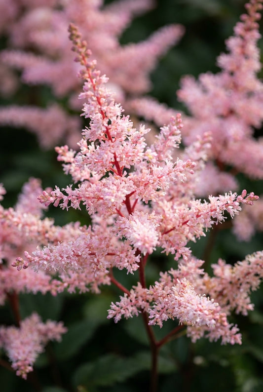 Astilbe chinensis 'Spotlight' bloem