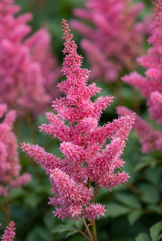 Astilbe chinensis 'Vision in Pink' bloem