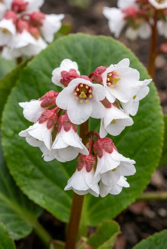 Bergenia 'Harzkristall' bloem