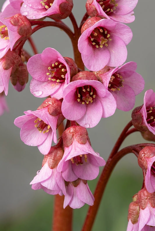 Bergenia 'Memelinks Pride' bloem