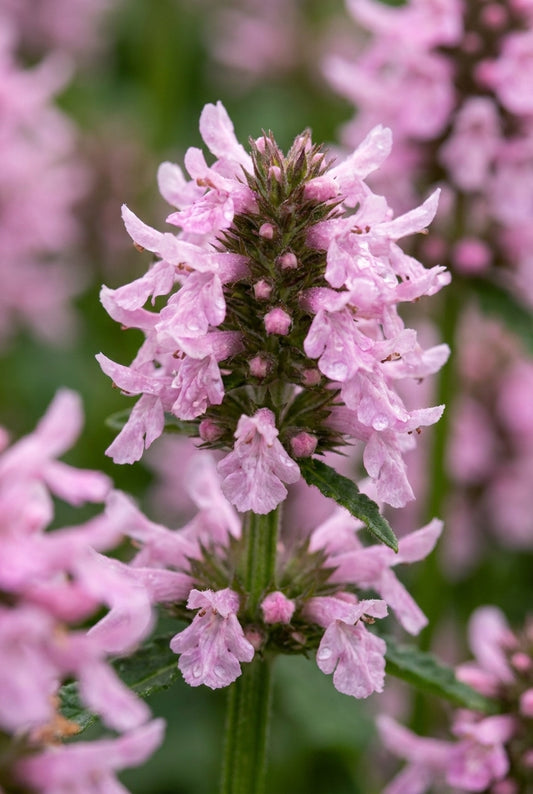 Betonica officinalis 'Summer Sweets' bloem