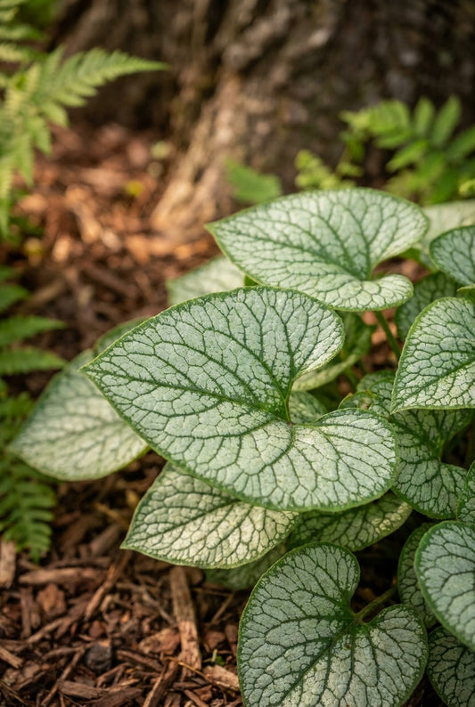 Brunnera macrophylla 'Jack of Diamonds' blad