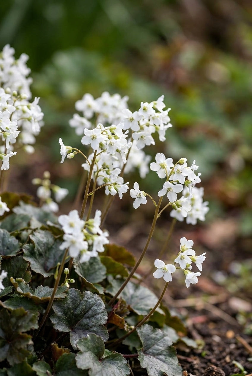 Cardamine trifolia bloemen