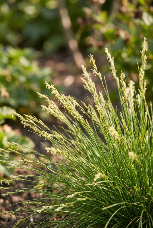 Carex bromoides halmen
