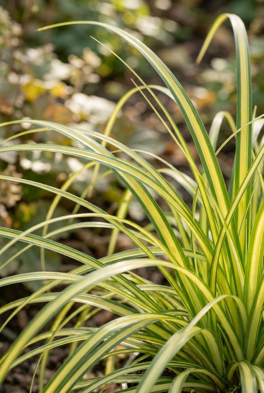 Carex oshimensis 'Everoro' blad