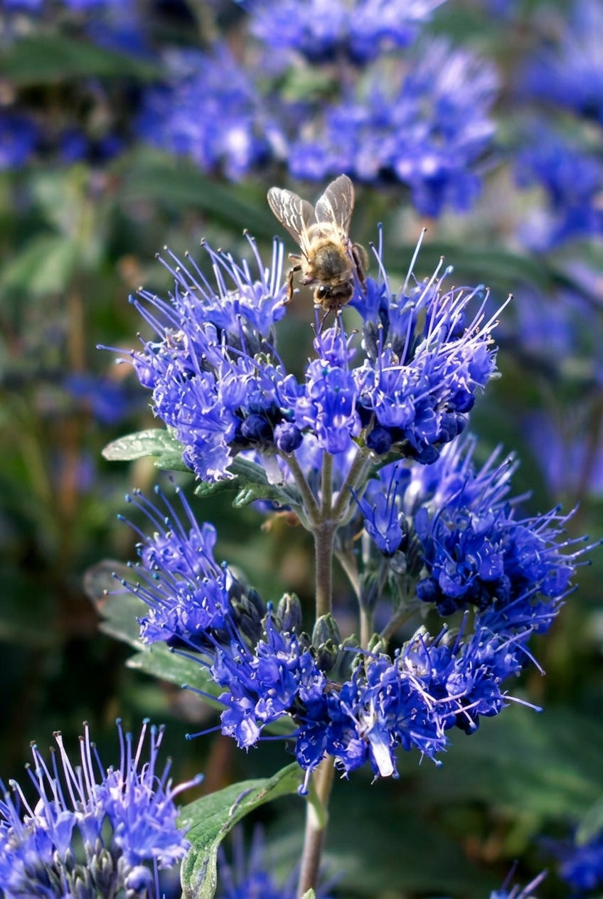 Caryopteris clandonensis 'Inoveris' bloem
