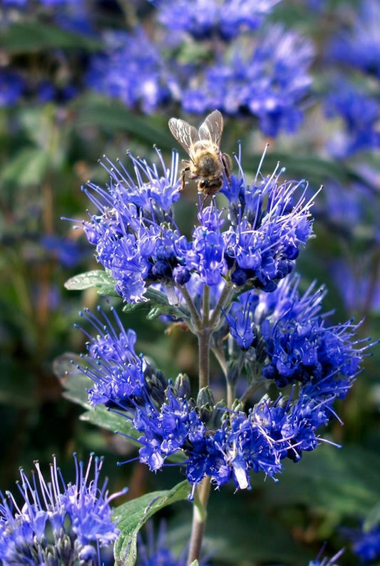Caryopteris clandonensis 'Inoveris' bloem