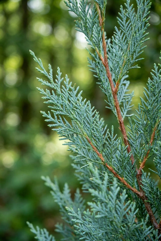 Chamaecyparis lawsoniana 'Pelt's Blue' Tuinplanten naald