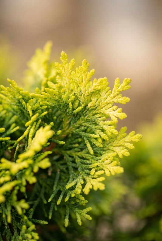 Chamaecyparis obtusa 'Aurora' Tuinplanten naald