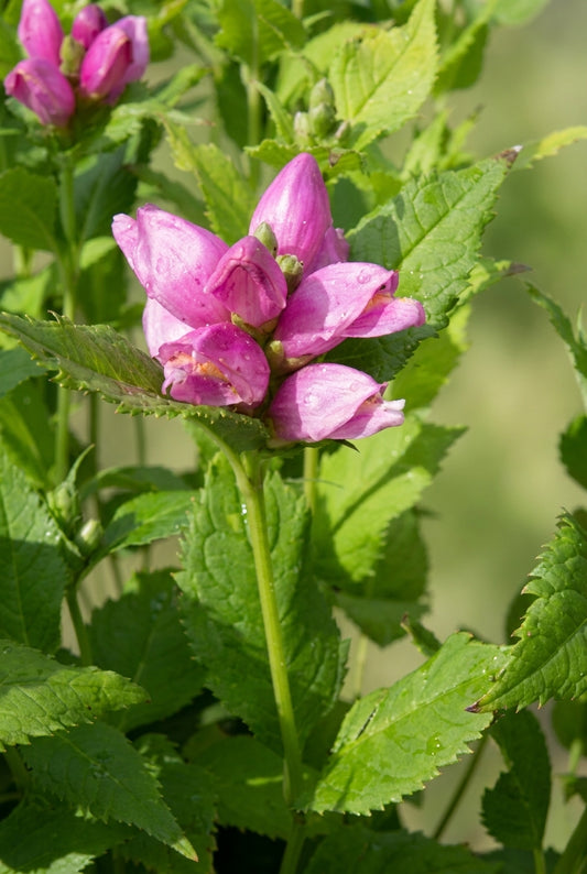 Chelone obliqua 'Archelospe' bloem