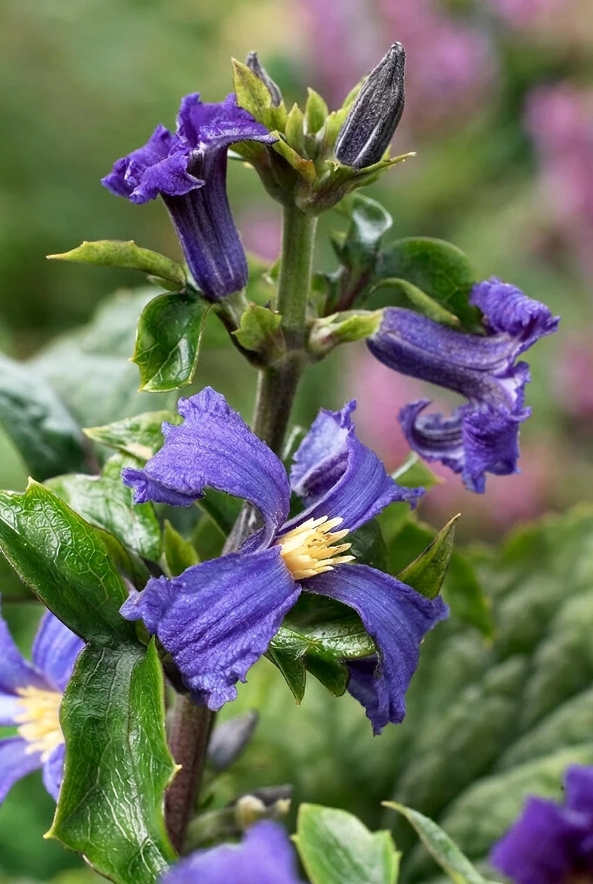 Clematis 'China Purple' bloemen