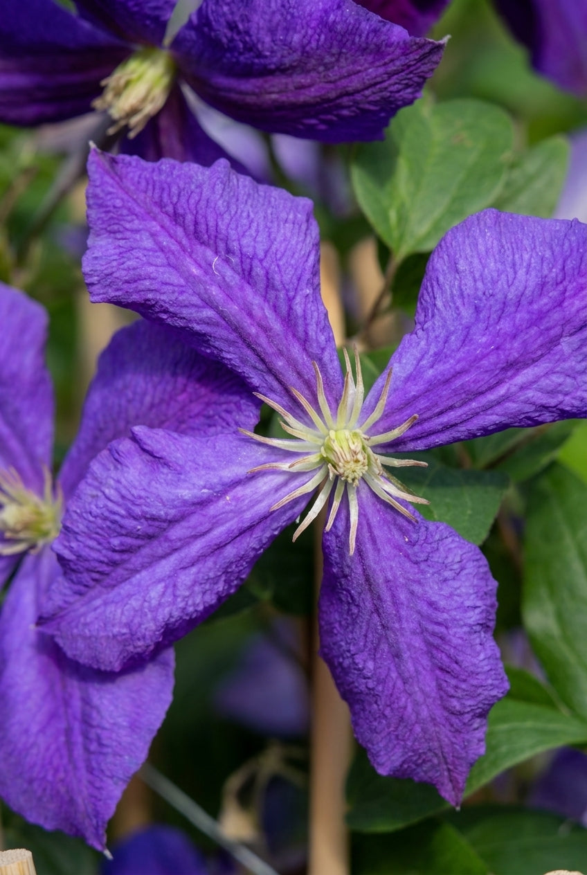 Clematis 'Jackmanii' bloem