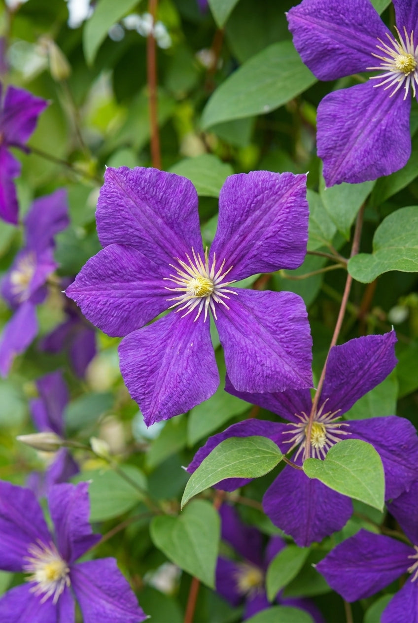 Clematis 'Jackmanii' bloemen