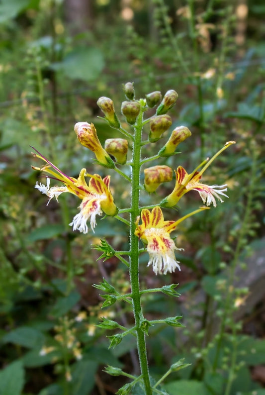 Collinsonia canadensis bloem