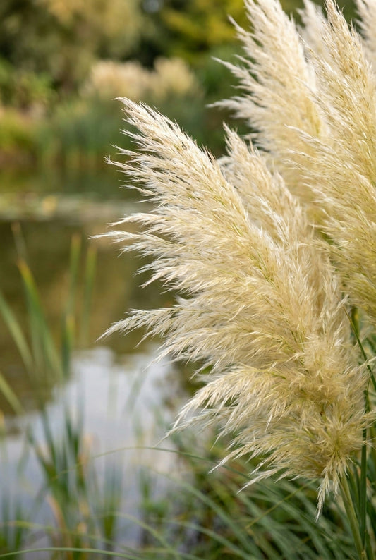 Cortaderia 'Lime Green Mistral' pluimen