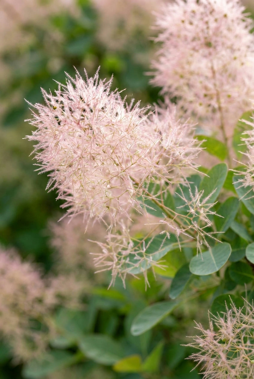 Cotinus coggygria 'Young Lady' op stam bloem