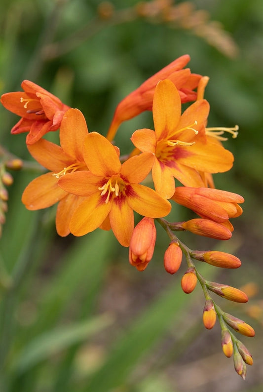 Crocosmia 'Firestars Hot Spot' bloem