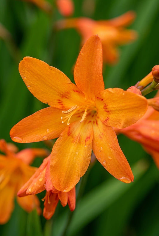 Crocosmia 'Star of the East' bloem