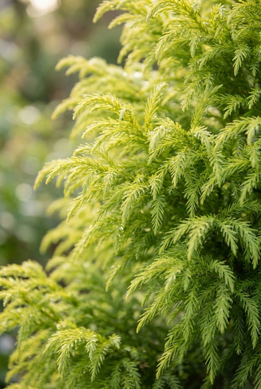 Cryptomeria japonica 'Sekkan' op stam naald