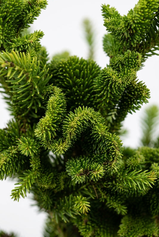 Cryptomeria japonica 'Yokohama' naalden