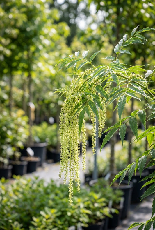 Datisca cannabina blad