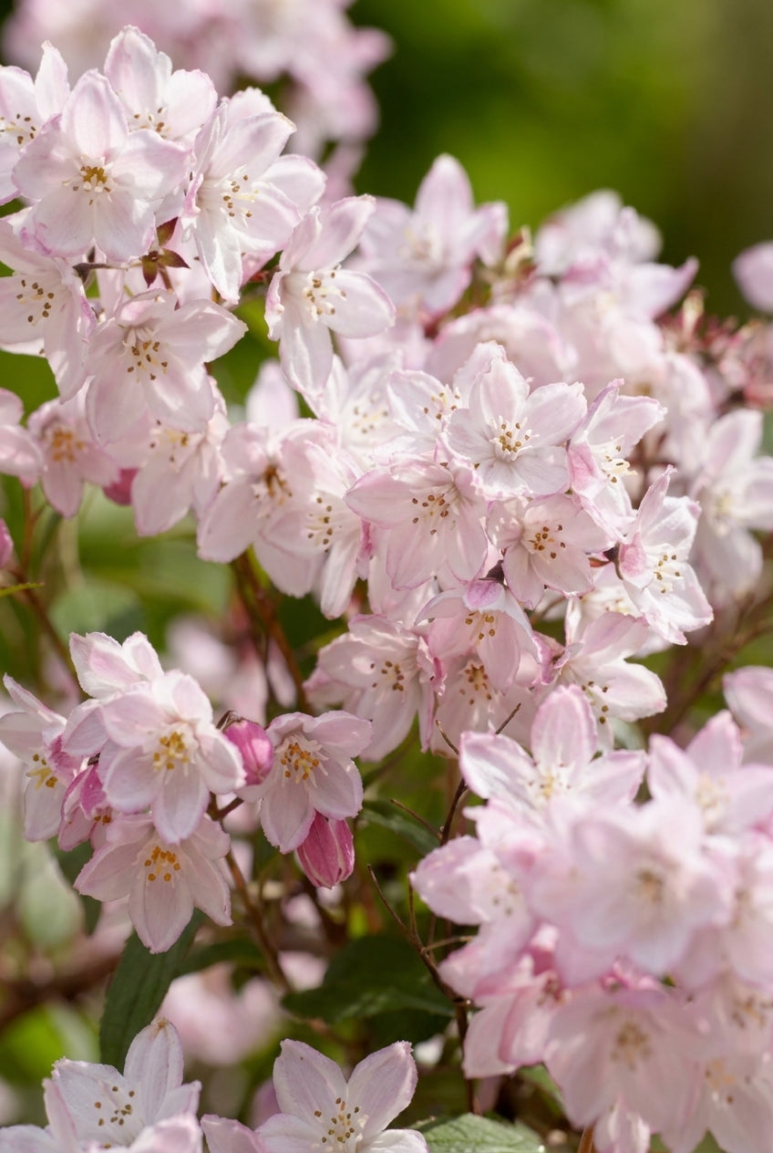 Deutzia purpurascens 'Kalmiiflora' bloesem