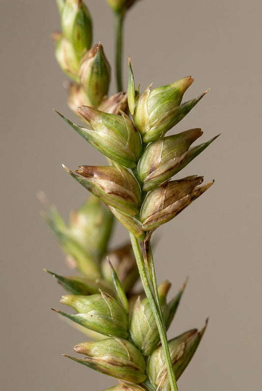 Diarrhena obovata bloem