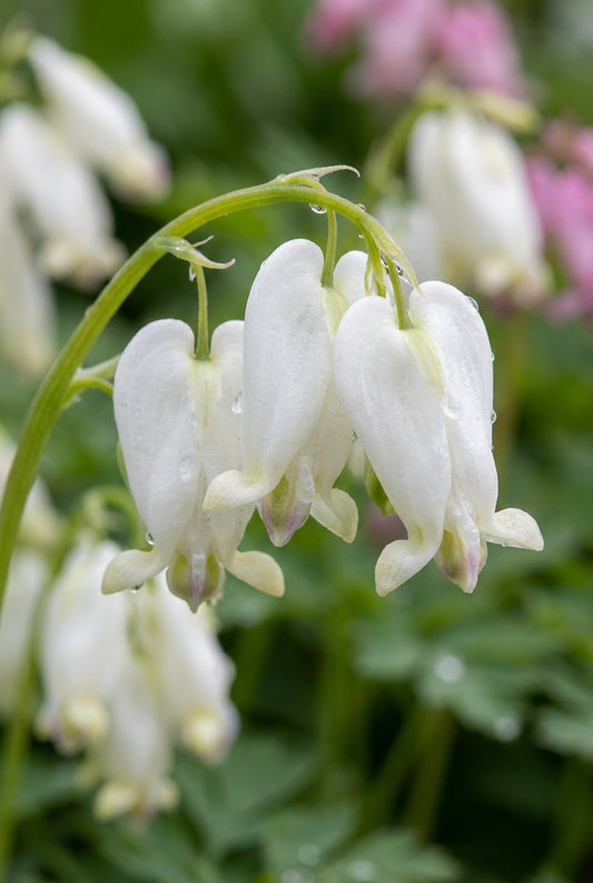 Dicentra formosa 'Aurora' bloem