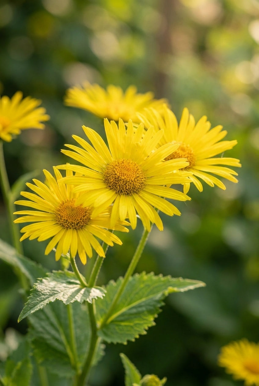 Doronicum orientale 'Magnificum' bloemen