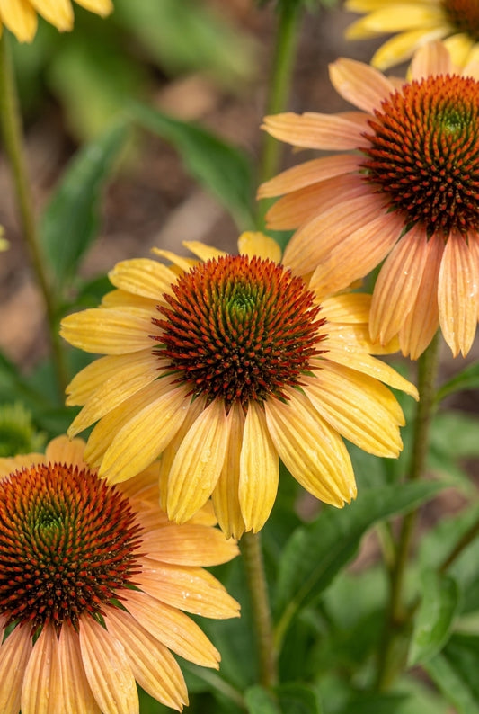 Echinacea 'Rainb299' bloem