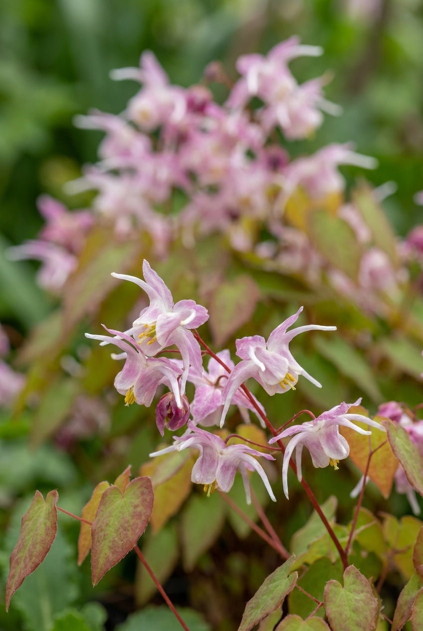 Epimedium grandiflorum 'Akebono' bloemen