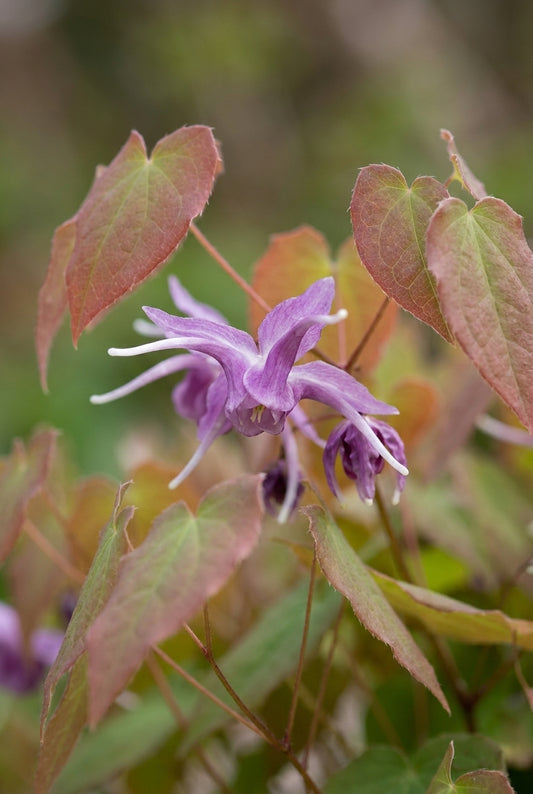 Epimedium grandiflorum 'Lilafee' bloem