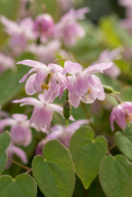 Epimedium grandiflorum 'Sasaki' bloemen
