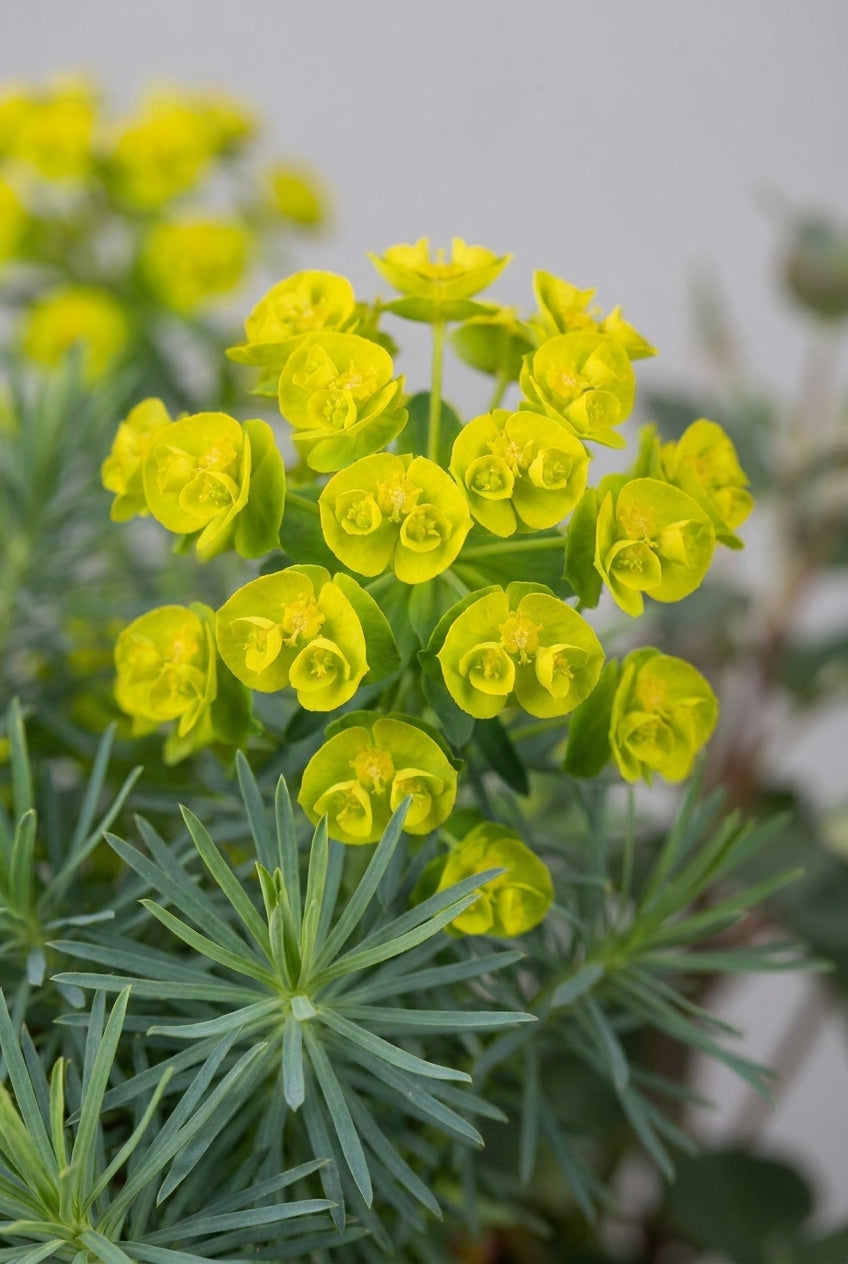 Euphorbia schillingii blad