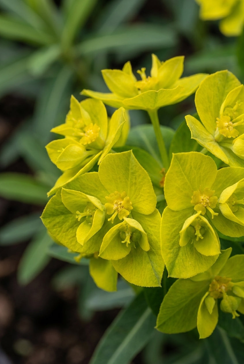 Euphorbia schillingii bloem
