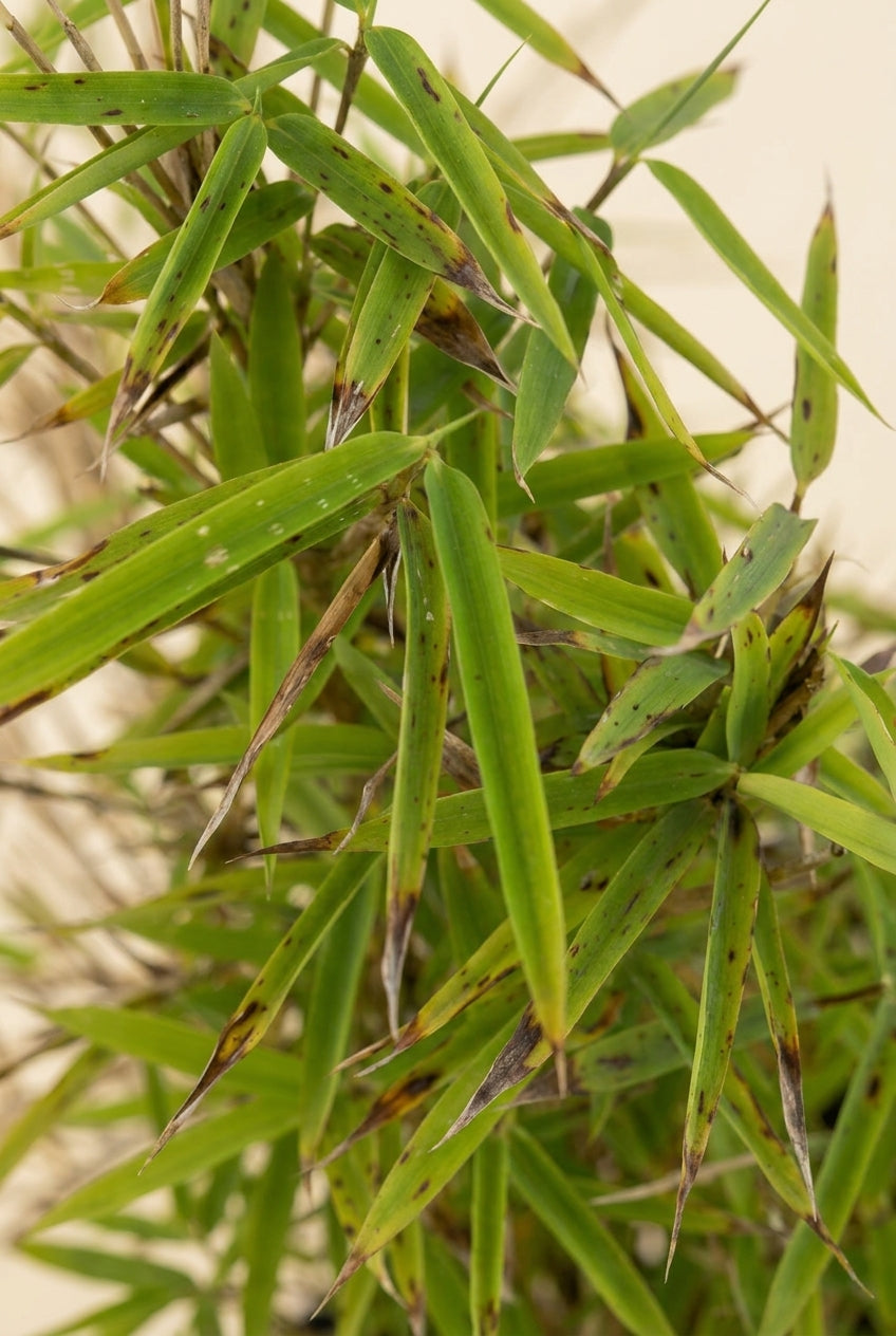 Fargesia angustissima op stam blad