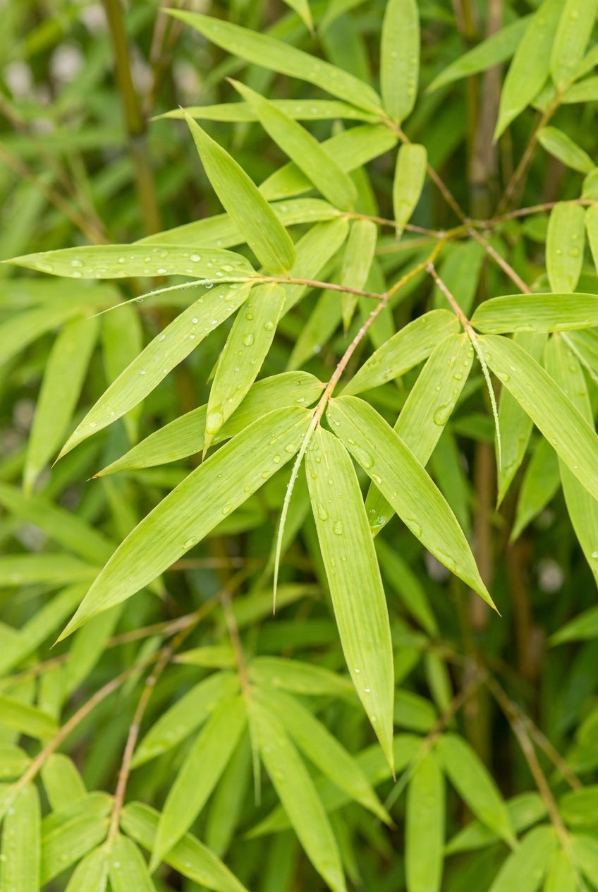 Fargesia nitida 'Volcano' bladeren