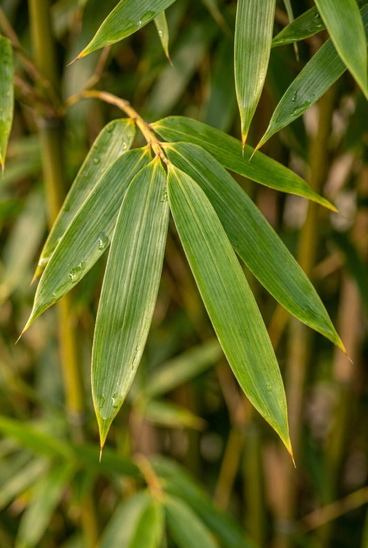 Fargesia 'Obelisk' Tuinplanten blad