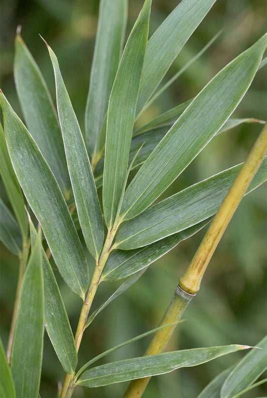 Fargesia robusta 'Campbell' op stam bladeren