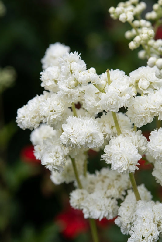 Filipendula purpurea 'Alba' bloemen