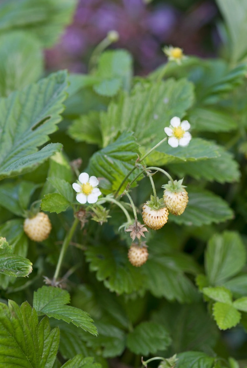 Fragaria vesca 'Yellow Wonder' bloem