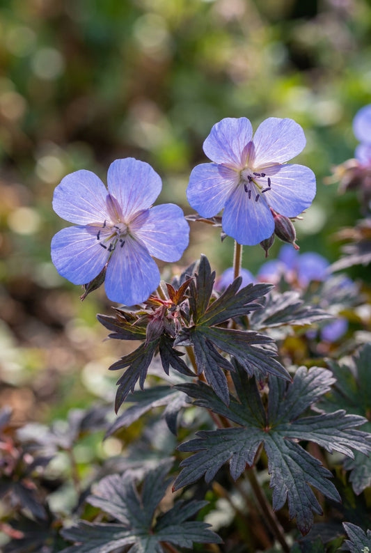 Geranium pratense 'Hocus Pocus' bloem