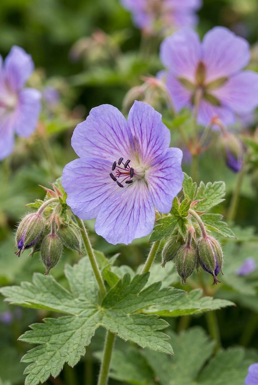 Geranium renardii 'Tcschelda' bloem
