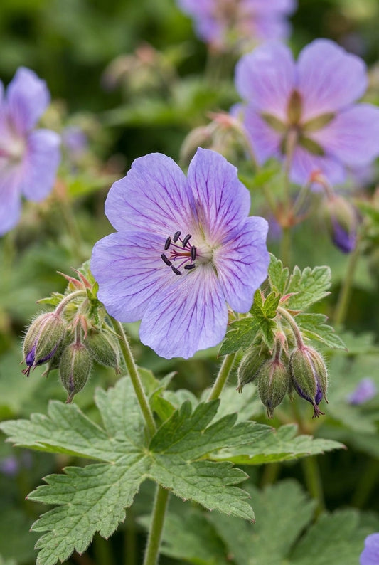 Geranium renardii 'Tcschelda' bloem