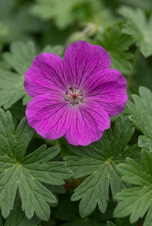 Geranium sanguineum 'Compactum' bloem