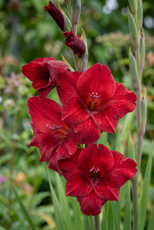 Gladiolus 'Ruby' bloem