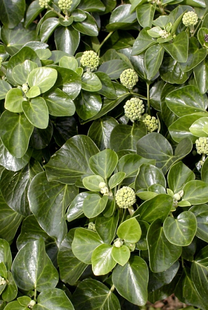 Hedera helix 'Normandy Carpet' bloem